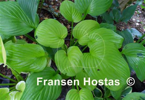 Hosta Fried Bananas